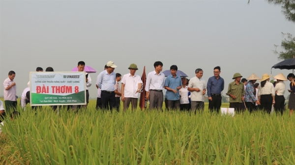 Vĩnh Phúc: Đề xuất đưa giống lúa Đài Thơm 8 vào sản xuất vụ Xuân 2020