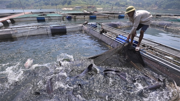 Cá sạch sông Đà, sản phẩm OCOP Hòa Bình