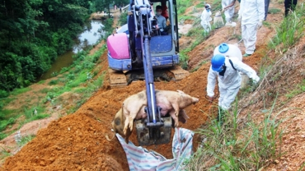 Hà Tĩnh: 20 ngày tiêu hủy 3.274 con lợn