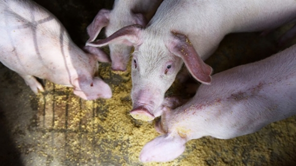 Hơn một năm sau khi tả lợn Châu Phi xuất hiện, Trung Quốc ‘mất nửa tổng đàn lợn’