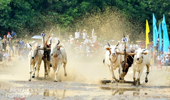 3 vạn du khách tham gia lễ hội đua bò Bảy Núi