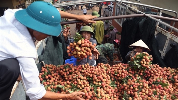Xuất khẩu nông sản sang Trung Quốc: Kinh nghiệm Bắc Giang