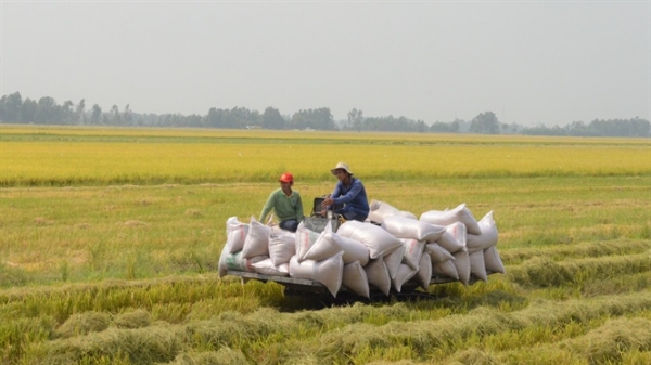 Kiên Giang: Xây dựng cánh đồng lớn sản xuất lúa 75.000 ha