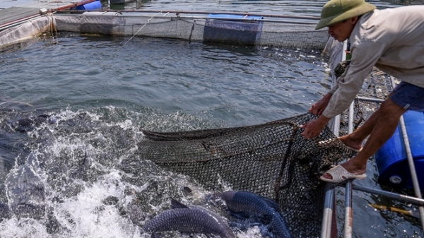 Cận cảnh hàng trăm lồng nuôi cá VietGAP trên sông Đà