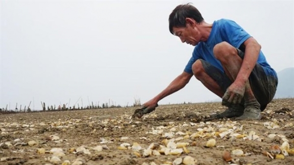 Hà Tĩnh: Hơn 260 tấn ngao chết do sốc nước ngọt