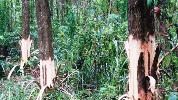 Thừa Thiên - Huế: Cho thôi chức Bí thư chỉ đạo hủy hoại cây lâm nghiệp của dân