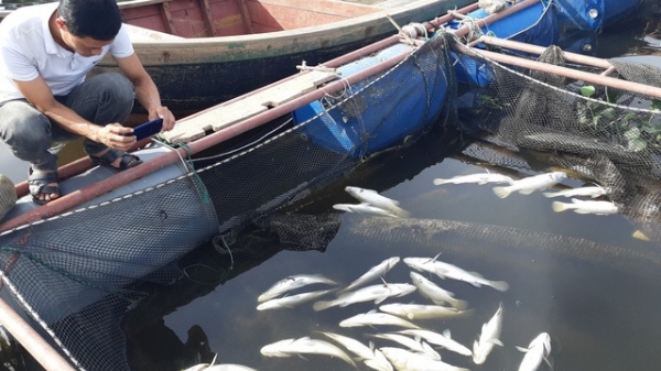 Nguyên nhân cá nuôi lồng bè chết nhiều ở Hà Tĩnh