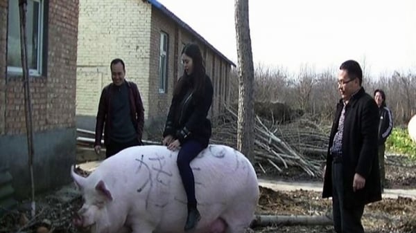 Lợn to như bò ở Trung Quốc