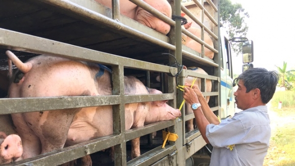 Bình Định: Thiệt hại 72 tỷ đồng do dịch tả lợn châu Phi