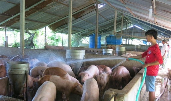 Lợn hơi chính thức cán mốc 60.000 đồng/kg