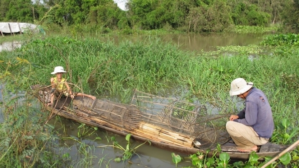 Lũ đồng bằng sông Cửu Long đang xuống nhanh