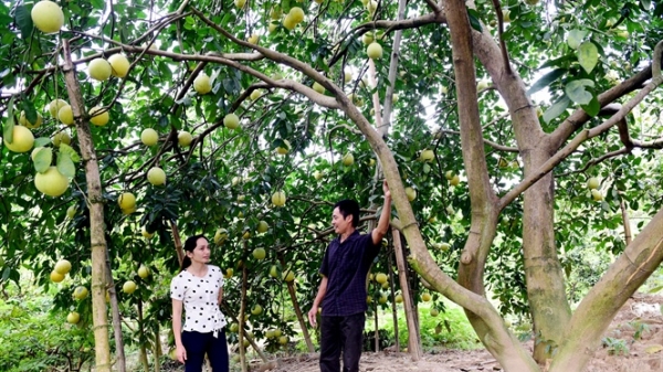 Những gốc bưởi nghìn quả ở xứ Tuyên