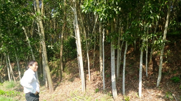 Khuyến khích phát triển trồng rừng gỗ lớn