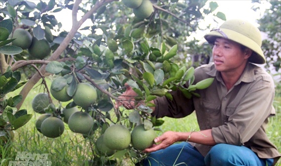 Thanh Hóa: Nông nghiệp tăng trưởng toàn diện