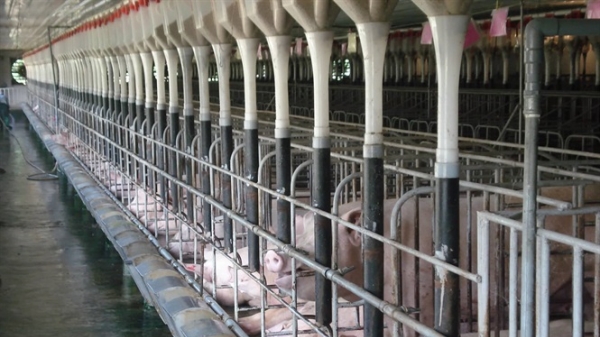 Giá lợn tăng phi mã, cổ phiếu ngành chăn nuôi có dậy sóng?