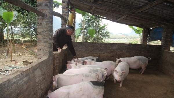 Một huyện chỉ có gần 300 con lợn nhiễm dịch