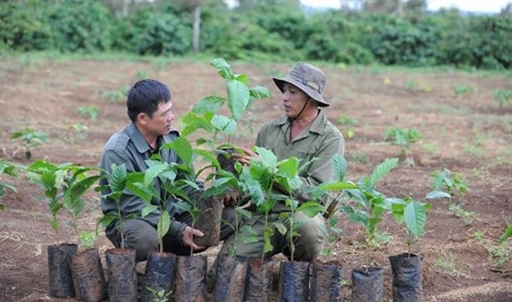 VnSAT - Hỗ trợ tổng hợp và đa dạng cho nông dân trồng cà phê Tây Nguyên