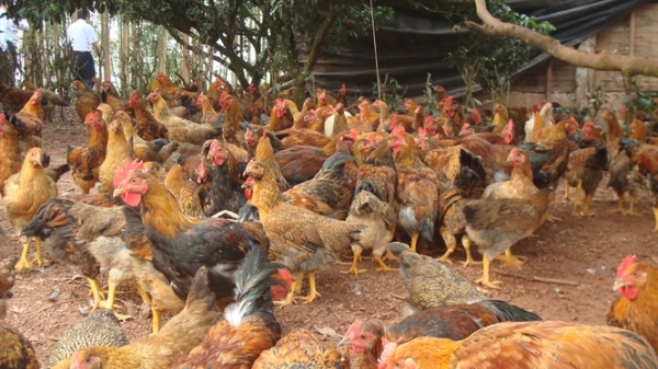 Kon Tum phát hiện gần 1.000 con gà nhiễm cúm A/H5N6