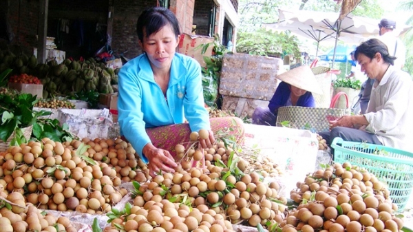 Phát triển vùng chuyên canh cây ăn trái để xuất khẩu