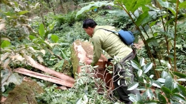 Lai Châu: Nhiều cây gỗ lớn bị chặt hạ trong rừng già
