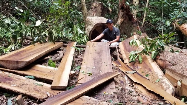 Khởi tố vụ phá rừng lớn tại Gia Lai mà Báo NNVN phản ánh