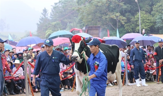 “Cô” bò nặng 738kg đoạt giải Hoa hậu bò sữa Mộc Châu 2019