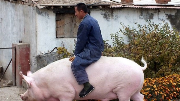 Vì sao người Trung Quốc nuôi lợn khổng lồ?