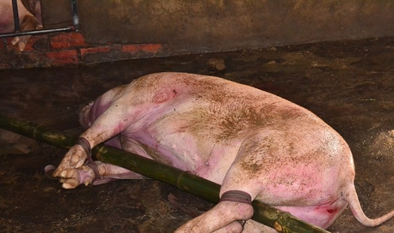 Dịch tả lợn châu Phi 'phủ sóng' trên 7.000 xã của cả nước
