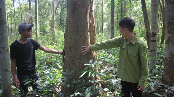 Rừng gỗ trắc hơn 1.200 cây trên trăm tuổi 'bất khả xâm phạm'