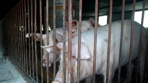 Bài 4: Giấc mơ đưa thịt lợn Việt Nam đi Nhật