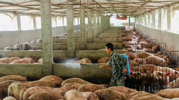 Đòn 'thanh lọc' giúp chấn hưng ngành thịt lợn 118 tỷ USD của Trung Quốc