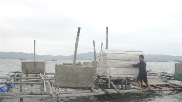 Nam Trung bộ khẩn trương bảo vệ lồng bè nuôi trồng thủy sản