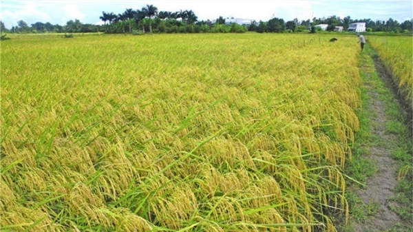 Giống lúa chủ lực cho ĐBSCL: Bộ giống lúa ST đặc sản gạo thơm