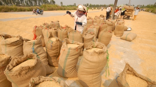 Đột phá công nghệ, nâng cao giá trị gạo Việt
