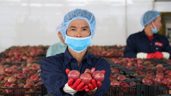 Doveco sẽ thu mua hàng trăm ngàn tấn rau quả mỗi năm ở Tây Nguyên