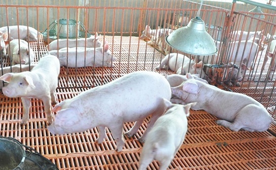 Sóc Trăng: Hộ chăn nuôi tái đàn bị thiệt hại trắng tay
