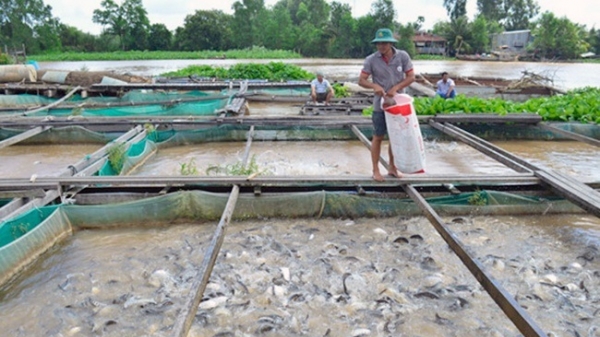 Tập huấn nuôi cá thát lát cườm trong lồng bè