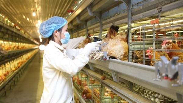 Dabaco là doanh nghiệp đầu tiên xử lí triệt để bệnh viêm khớp MS trên gà