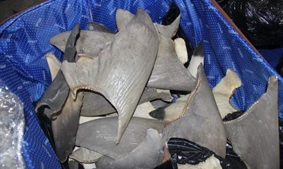 Điều tra làm rõ lô hàng chứa vây cá mập quý hiếm cập cảng Hải Phòng