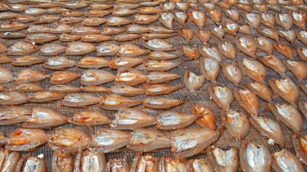 Phát triển đặc sản cá tép dầu sông Đà