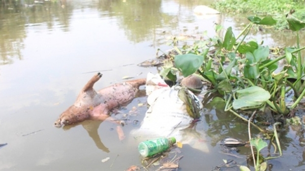 Nghệ An: Lợn chết vứt bừa bãi, thịt bán tự do