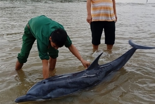 Quảng Nam: Đưa cá heo lụy bờ ra biển