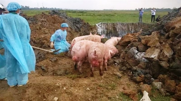 Hà Tĩnh: Dịch bệnh trên gia súc diễn biến phức tạp