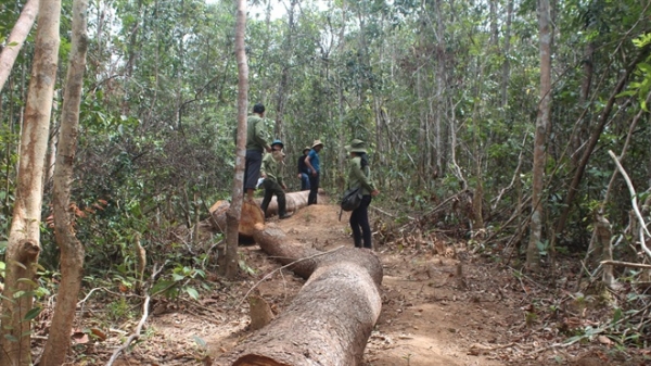 Cách chức Chủ tịch xã vụ chi sai hàng tỷ đồng từ tiền giữ rừng