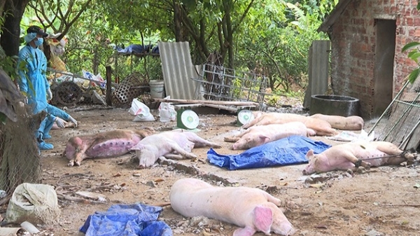 Quảng Bình: Cấp 5,2 tỷ đồng hỗ trợ thiệt hại do dịch tả lợn Châu Phi