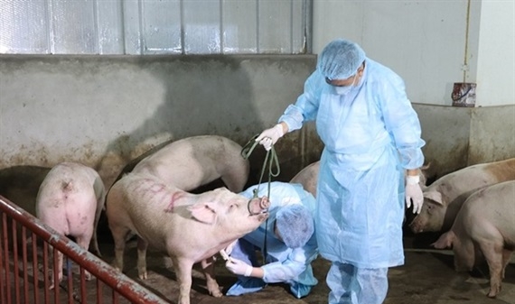 Hà Nội: Tổ chức kiểm soát tốt bệnh dịch tả lợn Châu Phi