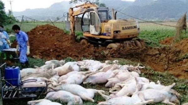 Bắc Ninh: Cấp bổ sung 175 tỷ hỗ trợ tiêu hủy do mắc dịch tả lợn Châu Phi