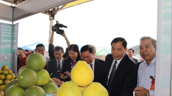 Trên 200 tấn trái cây có múi được tiêu thụ tại lễ hội