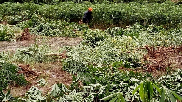 Nông dân gặp khó thu hoạch sắn ngã đổ sau mưa bão