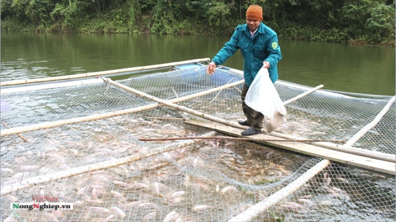 Đột phá nuôi cá ở huyện vùng cao Chợ Mới